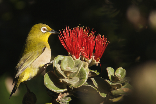 Japanese white-eye