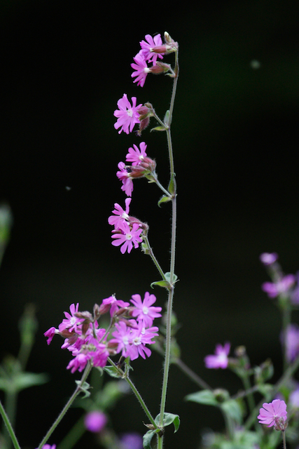 Red campion