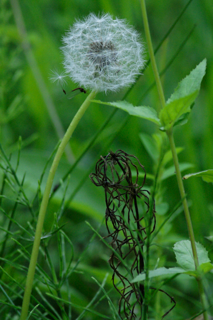 Dandelion clock with insect