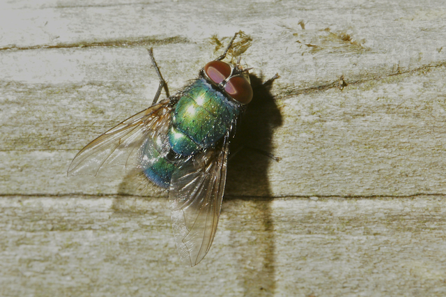 Greenbottle