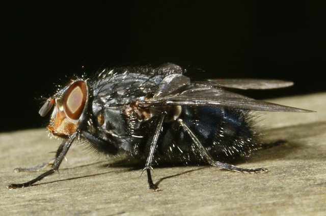 Bluebottle