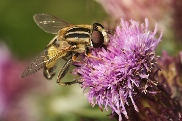 Female hoverfly 