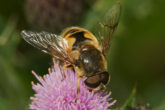 Hover fly