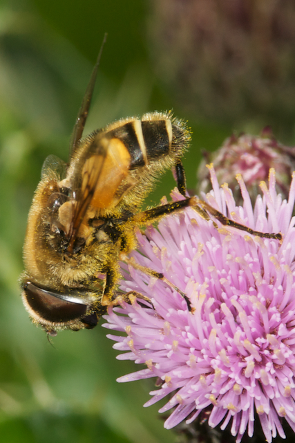 Hover fly