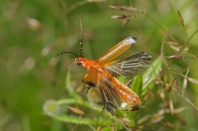 Black-tipped soldier beetle 