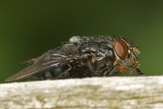 Bluebottle