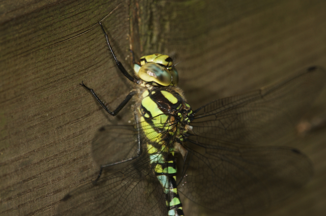 Southern hawker