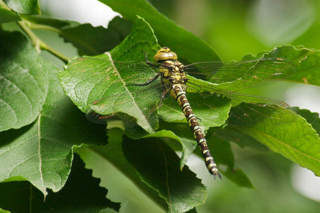Southern hawker