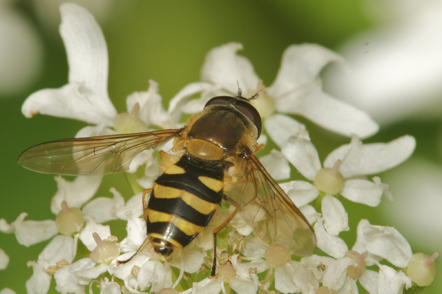 Marmalade hoverfly