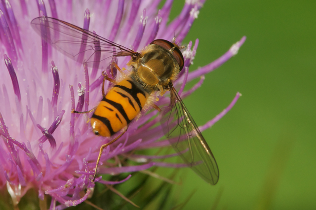 Marmalade hoverfly