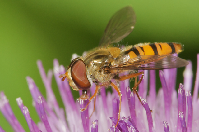 Marmalade hoverfly