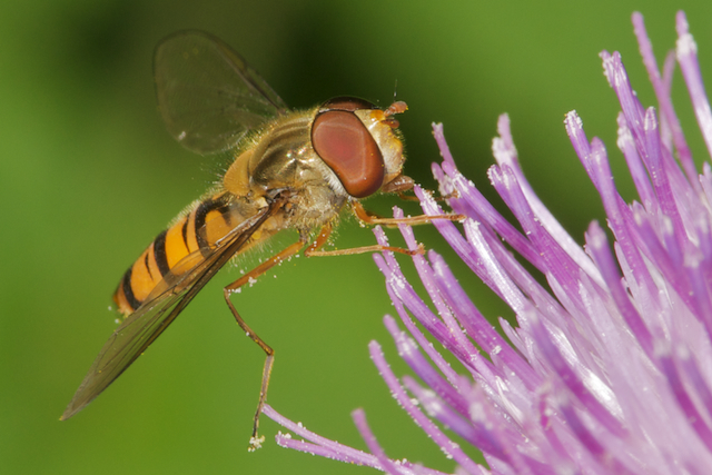 Marmalade hoverfly