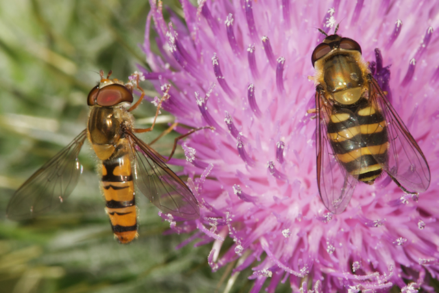 Hoverflies