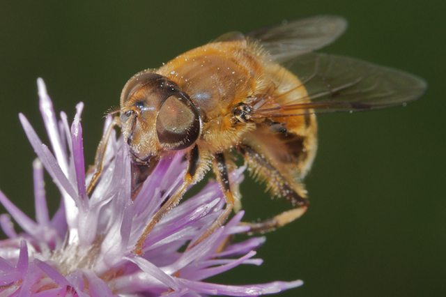 Hover fly