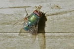 Greenbottle, Lucilia sp.