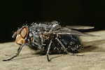 Bluebottle, Calliphora vicina