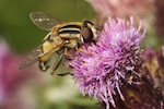 Female hoverfly, Helophilus trivittatus (Fabricius, 1805)