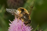 Hover fly - Eristalis horticola (De Geer, 1776)