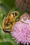 Hover fly - Eristalis horticola (De Geer, 1776)