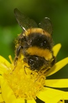 Bumblebee, Bombus sp. (lucorum OR terrestris)