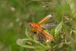 Black-tipped Soldier Beetle, Rhagonycha fulva
