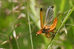 Black-tipped Soldier Beetle, Rhagonycha fulva