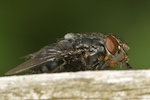 Bluebottle, Calliphora vomitoria