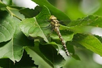 Southern Hawker, Aeshna cyanae (Muller)