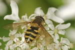 Hoverfly, Syrphus sp.