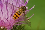 Marmalade Hoverfly, Episyrphus balteatus (De Geer)