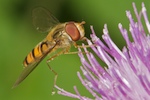 Marmalade Hoverfly, Episyrphus balteatus (De Geer)