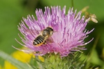 Patchwork Leaf-cutter Bee, Megachile centuncularis (Linnaeus)