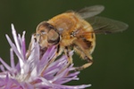 Hover fly - Eristalis sp.
