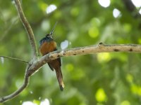 rufous-tailed jacamar Galbula ruficauda 