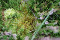 Sphagnum fimbriatum