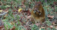 Central American agouti Dasyprocta punctata 