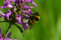 Betony (Betonica officinalis)