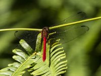 Tropical King Skimmer Orthemis sp. 