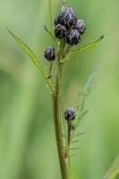 Saw-wort Serratula tinctoria