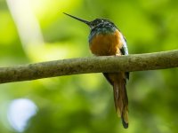 rufous-tailed jacamar Galbula ruficauda 