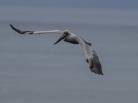 brown pelican Pelecanus occidentalis 