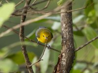 prothonotary warbler Protonotaria citrea 