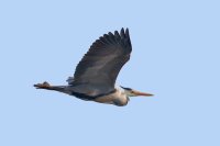 Grey Heron in flight