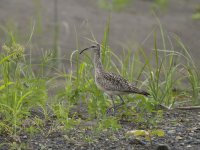 whimbrel Numenius phaeopus 