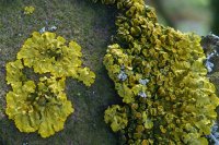 Xanthoria parietina (detail)