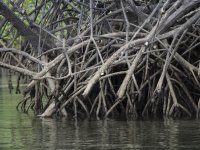 mangrove roots