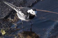 Pied Wagtail