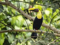 chestnut-mandibled toucan or Swainson's toucan Ramphastos ambiguus swainsonii 