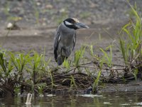 yellow-crowned night heron Nyctanassa violacea 