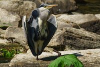 grey heron Ardea cinerea